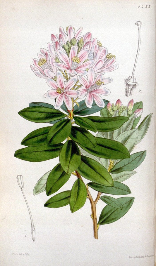 Curtis's botanical magazine. London ;New York [etc.] :Academic Press [etc.]. | Botany Periodicals "Pictorial works"  | Vintage Print Reproduction 453930