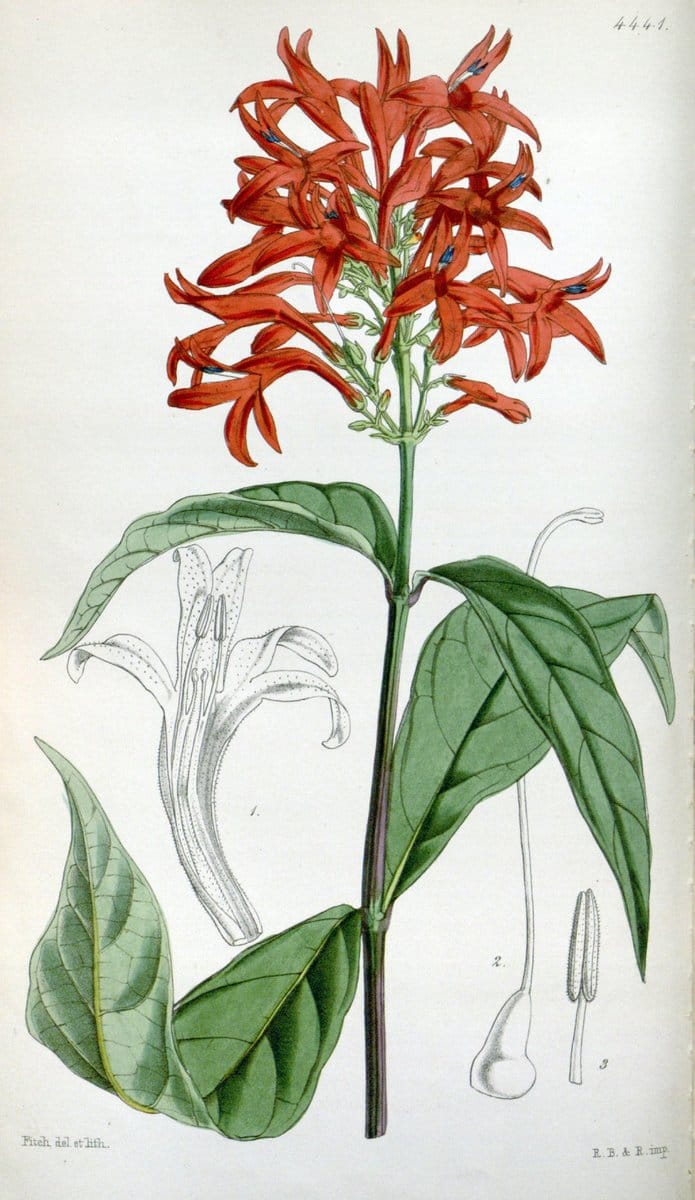 Curtis's botanical magazine. London ;New York [etc.] :Academic Press [etc.]. | Botany Periodicals "Pictorial works"  | Vintage Print Reproduction 453931