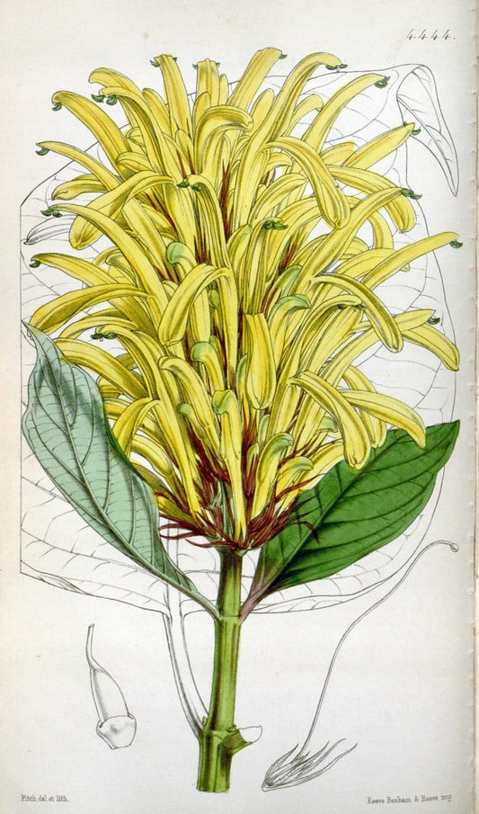 Curtis's botanical magazine. London ;New York [etc.] :Academic Press [etc.]. | Botany Periodicals "Pictorial works"  | Vintage Print Reproduction 453932