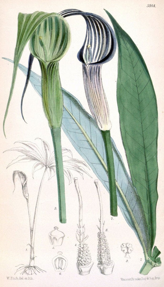 Curtis's botanical magazine. London ;New York [etc.] :Academic Press [etc.]. | Botany Periodicals "Pictorial works"  | Vintage Print Reproduction 453933