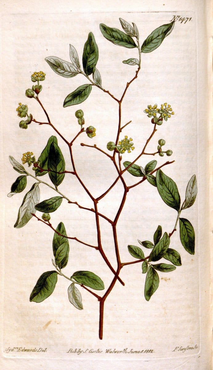 Curtis's botanical magazine. London ;New York [etc.] :Academic Press [etc.]. | Botany Periodicals "Pictorial works"  | Vintage Print Reproduction 453934