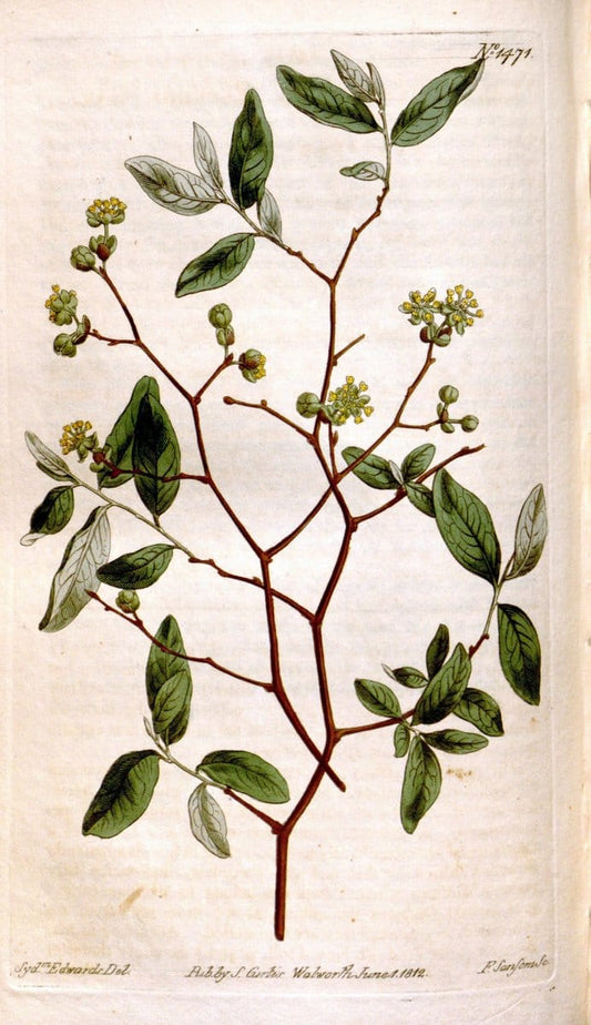 Curtis's botanical magazine. London ;New York [etc.] :Academic Press [etc.]. | Botany Periodicals "Pictorial works"  | Vintage Print Reproduction 453934
