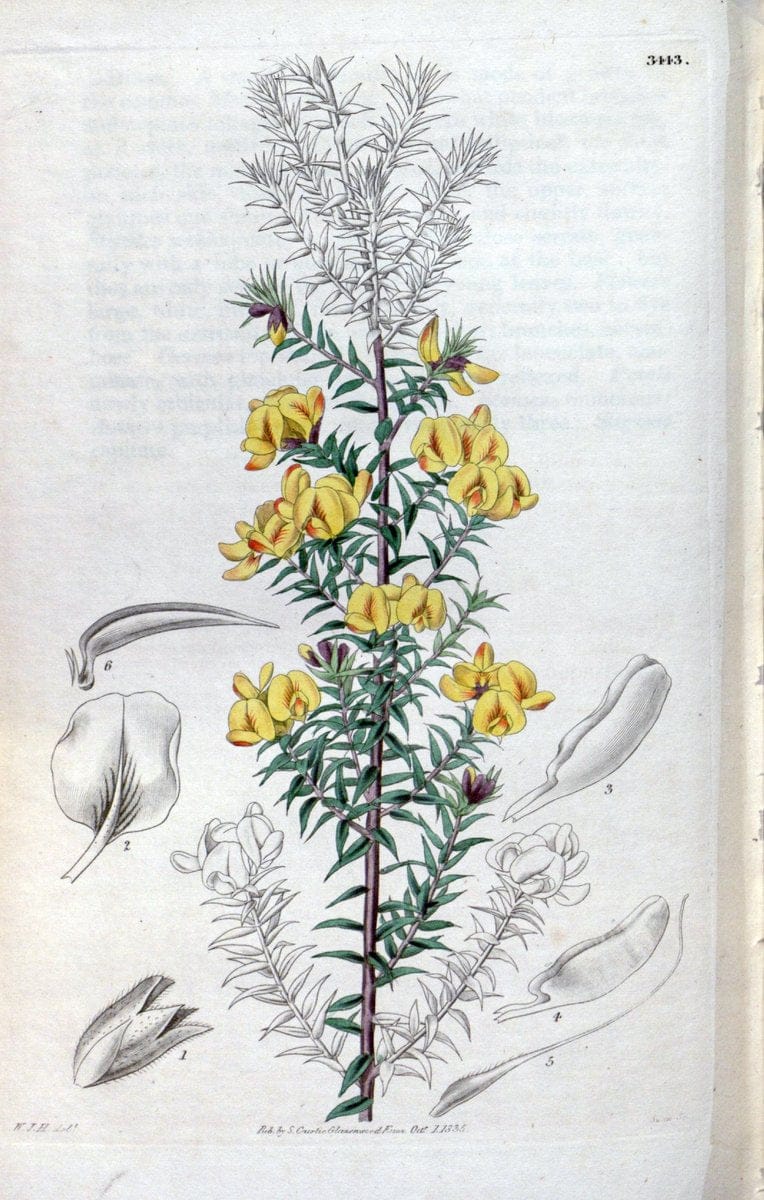 Curtis's botanical magazine. London ;New York [etc.] :Academic Press [etc.]. | Botany Periodicals "Pictorial works"  | Vintage Print Reproduction 453935
