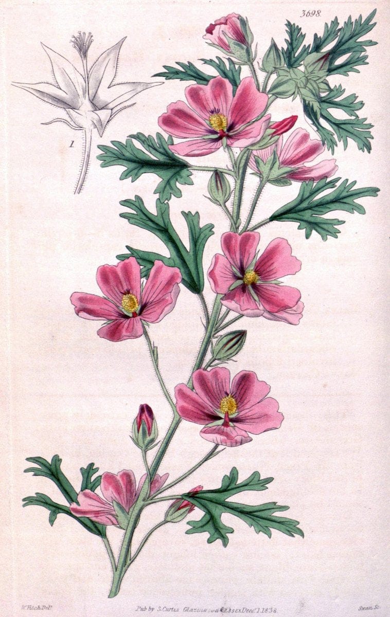 Curtis's botanical magazine. London ;New York [etc.] :Academic Press [etc.]. | Botany Periodicals "Pictorial works"  | Vintage Print Reproduction 453936