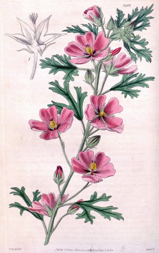 Curtis's botanical magazine. London ;New York [etc.] :Academic Press [etc.]. | Botany Periodicals "Pictorial works"  | Vintage Print Reproduction 453936