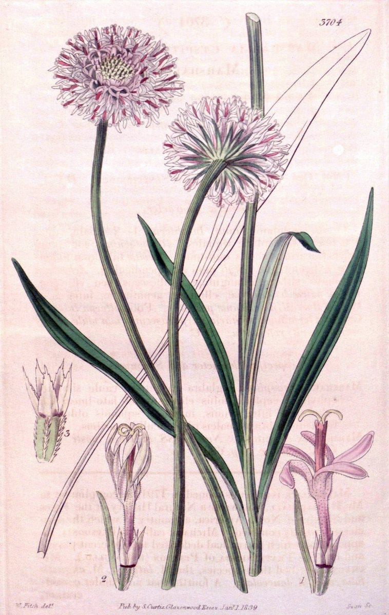 Dragable Image