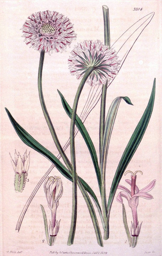 Curtis's botanical magazine. London ;New York [etc.] :Academic Press [etc.]. | Botany Periodicals "Pictorial works"  | Vintage Print Reproduction 453937