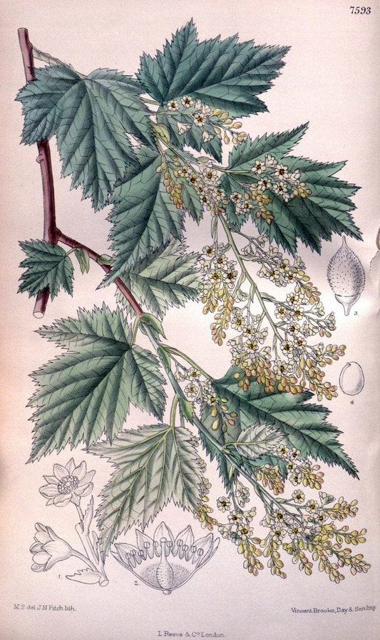 Curtis's botanical magazine. London ; New York [etc.] :Academic Press [etc.]. | "Botanical illustration" Botany Periodicals "Pictorial works" "Plants, Ornamental"  | Vintage Print Reproduction 453939