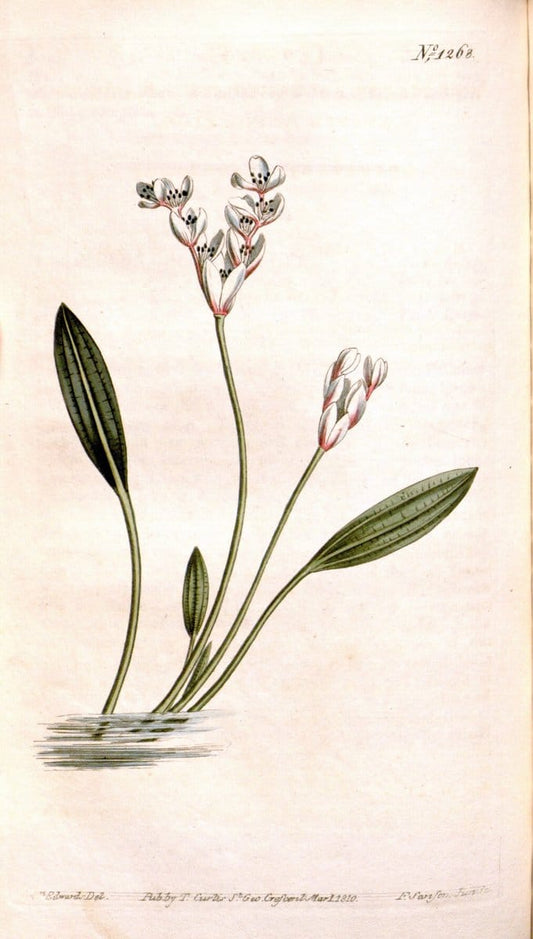 Curtis's botanical magazine. London ; New York [etc.] :Academic Press [etc.]. | "Botanical illustration" Botany Periodicals "Pictorial works" "Plants, Ornamental"  | Vintage Print Reproduction 453940