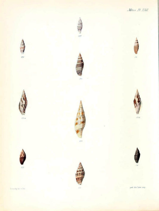 Conchologia iconica, or, Illustrations of the shells of molluscous animals /.London :Reeve, Brothers,1843-1878.  | Mollusks "Pictorial works" Shells | Vintage Print Reproduction 453941