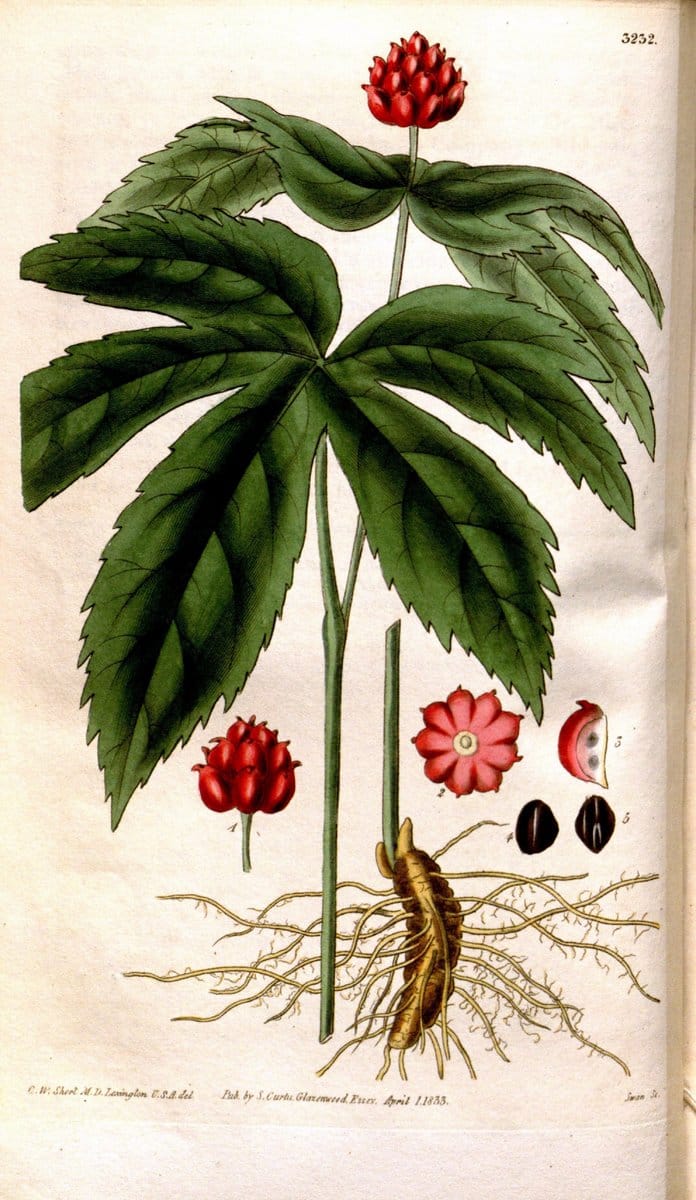 Curtis's botanical magazine. London ; New York [etc.] :Academic Press [etc.]. | "Botanical illustration" Botany Periodicals "Pictorial works" "Plants, Ornamental"  | Vintage Print Reproduction 453942