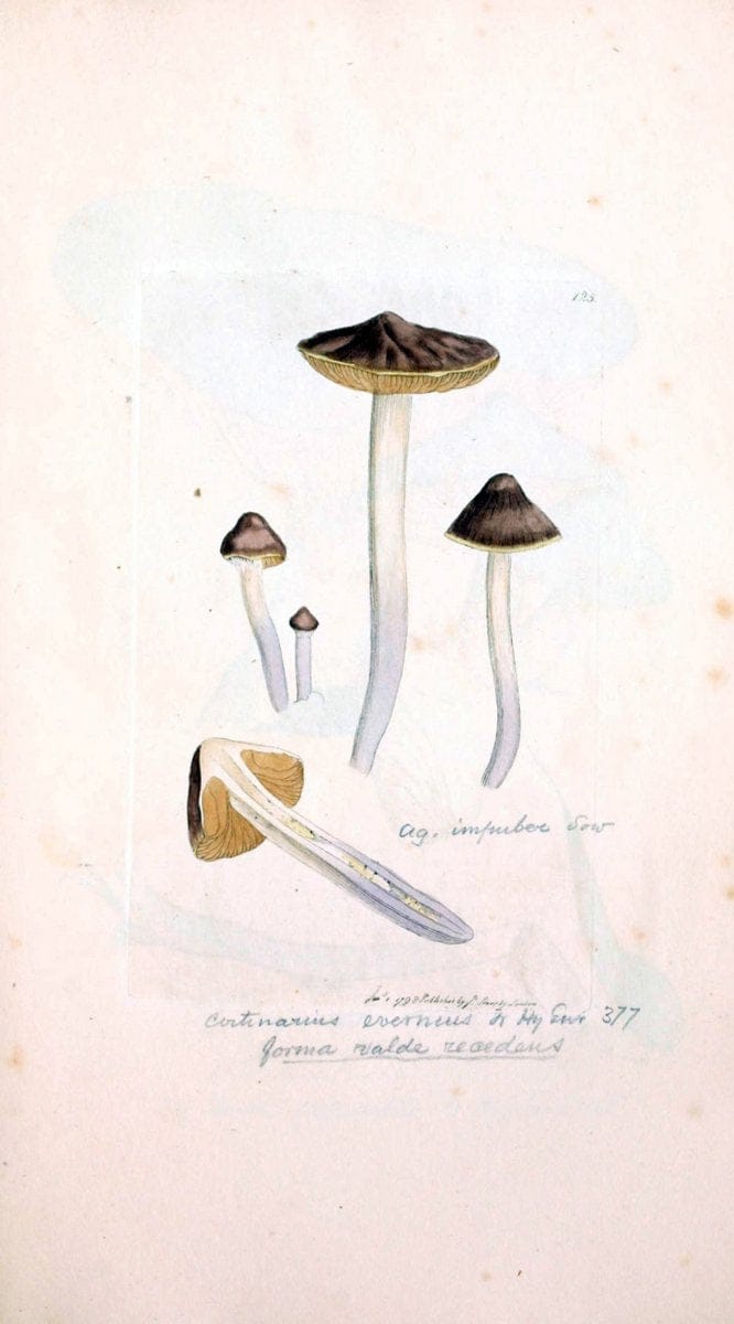 Coloured figures of English fungi or mushrooms. London,Printed by J. Davis,1797-[1809]. | England Mushrooms  | Vintage Print Reproduction 453944