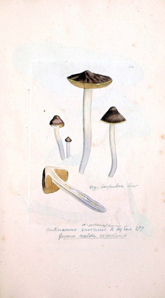 Coloured figures of English fungi or mushrooms. London,Printed by J. Davis,1797-[1809]. | England Mushrooms  | Vintage Print Reproduction 453944
