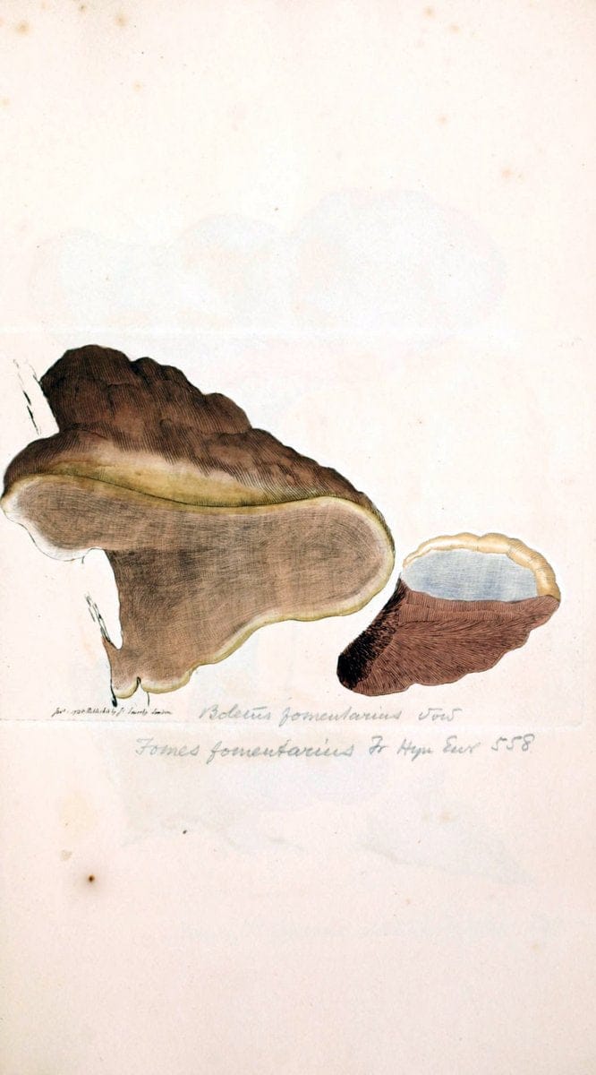 Coloured figures of English fungi or mushrooms. London,Printed by J. Davis,1797-[1809]. | England Mushrooms  | Vintage Print Reproduction 453948
