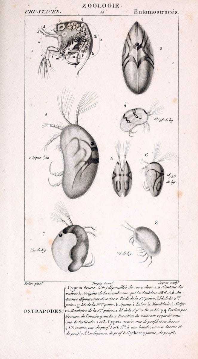 ConsidÃ©rations gÃ©nÃ©rales sur la classe des crustacÃ©s :.Paris :F.G. Levrault,1825.  | Crustacea France Zoology  | Vintage Print Reproduction 453949