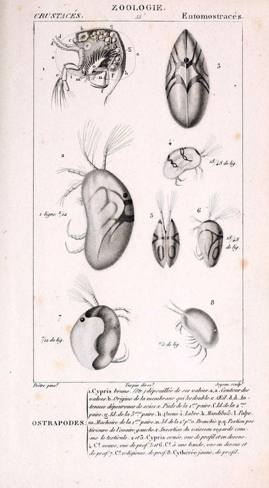 ConsidÃ©rations gÃ©nÃ©rales sur la classe des crustacÃ©s :.Paris :F.G. Levrault,1825.  | Crustacea France Zoology  | Vintage Print Reproduction 453949