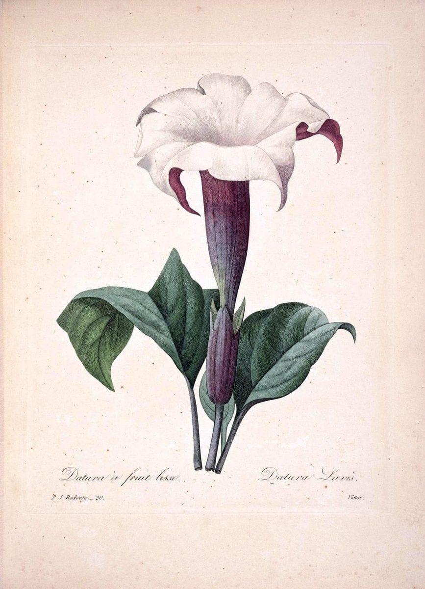 Dragable Image
