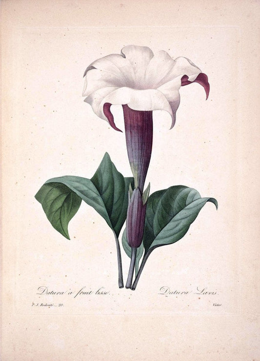 Choix des plus belles fleurs :.Paris :Ernest Panckoucke,[1833].  | 1833 Botany France Icones "Pictorial works"  | Vintage Print Reproduction 453950