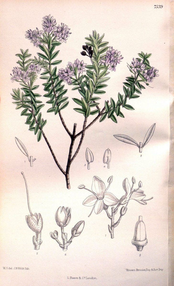 Curtis's botanical magazine. London ; New York [etc.] :Academic Press [etc.]. | "Botanical illustration" Botany Periodicals "Pictorial works" "Plants, Ornamental"  | Vintage Print Reproduction 453951