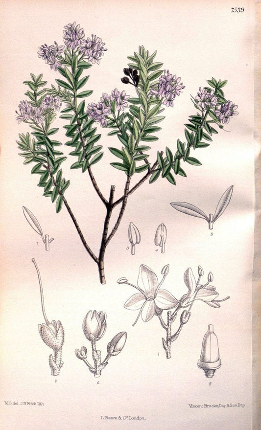 Curtis's botanical magazine. London ; New York [etc.] :Academic Press [etc.]. | "Botanical illustration" Botany Periodicals "Pictorial works" "Plants, Ornamental"  | Vintage Print Reproduction 453951