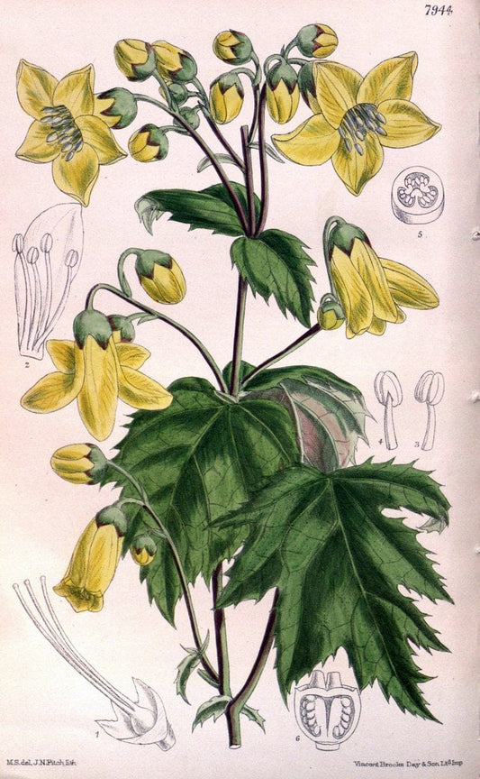 Curtis's botanical magazine. London ; New York [etc.] :Academic Press [etc.]. | "Botanical illustration" Botany Periodicals "Pictorial works" "Plants, Ornamental"  | Vintage Print Reproduction 453952