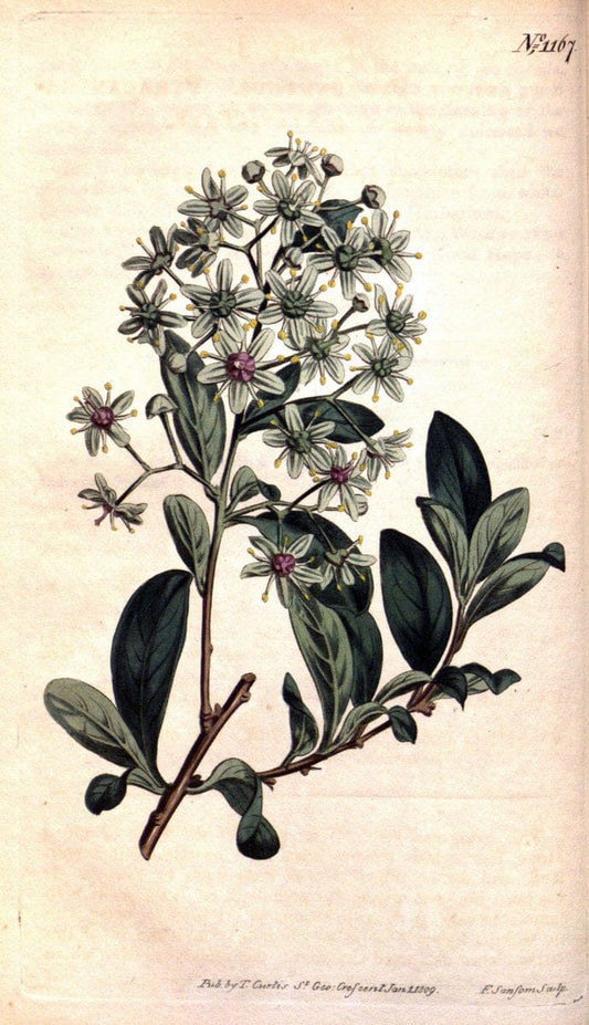 Curtis's botanical magazine. London ; New York [etc.] :Academic Press [etc.]. | "Botanical illustration" Botany Periodicals "Pictorial works" "Plants, Ornamental"  | Vintage Print Reproduction 453953