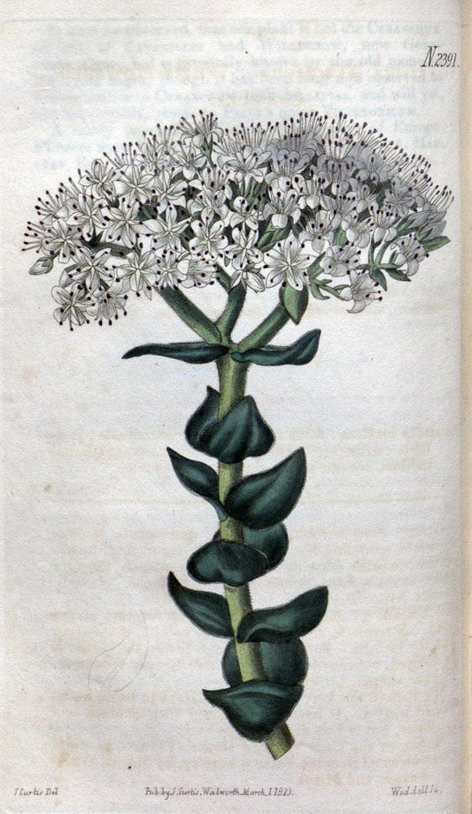 Curtis's botanical magazine. London ; New York [etc.] :Academic Press [etc.]. | "Botanical illustration" Botany Periodicals "Pictorial works" "Plants, Ornamental"  | Vintage Print Reproduction 453956