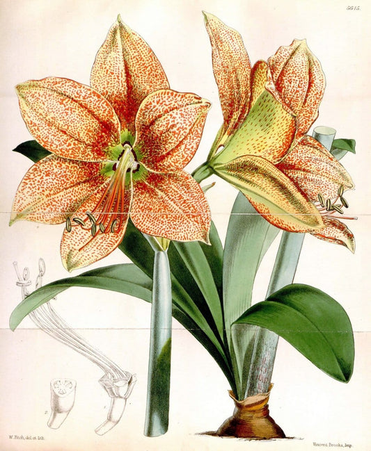 Curtis's botanical magazine. London ; New York [etc.] :Academic Press [etc.]. | "Botanical illustration" Botany Periodicals "Pictorial works" "Plants, Ornamental"  | Vintage Print Reproduction 453958