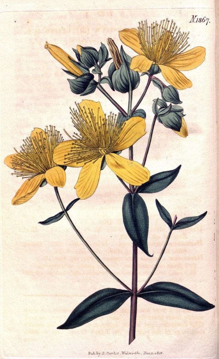 Curtis's botanical magazine. London ; New York [etc.] :Academic Press [etc.]. | "Botanical illustration" Botany Periodicals "Pictorial works" "Plants, Ornamental"  | Vintage Print Reproduction 453959