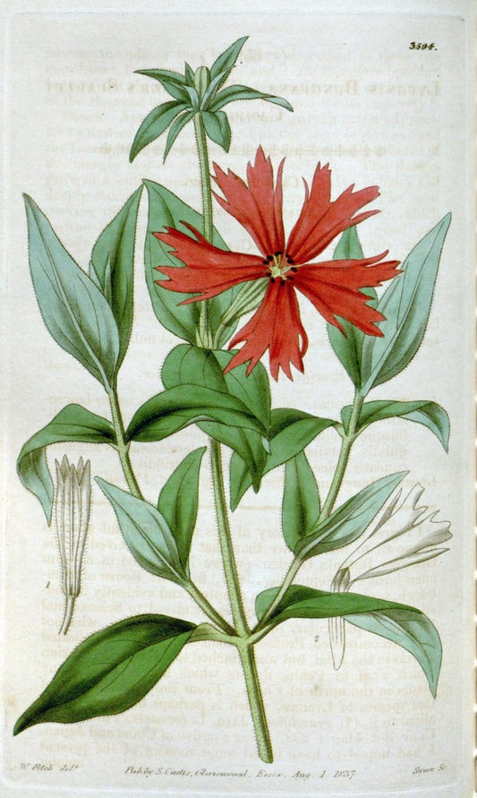 Curtis's botanical magazine. London ; New York [etc.] :Academic Press [etc.]. | "Botanical illustration" Botany Periodicals "Pictorial works" "Plants, Ornamental"  | Vintage Print Reproduction 453960