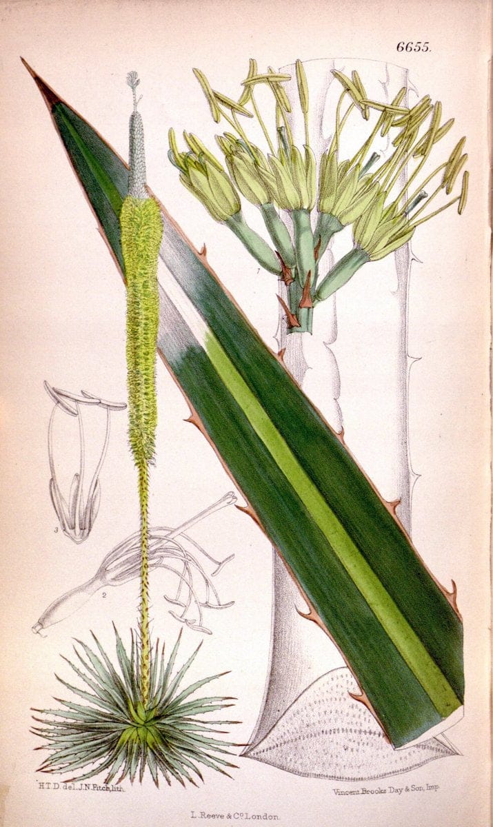 Curtis's botanical magazine. London ; New York [etc.] :Academic Press [etc.]. | "Botanical illustration" Botany Periodicals "Pictorial works" "Plants, Ornamental"  | Vintage Print Reproduction 453961