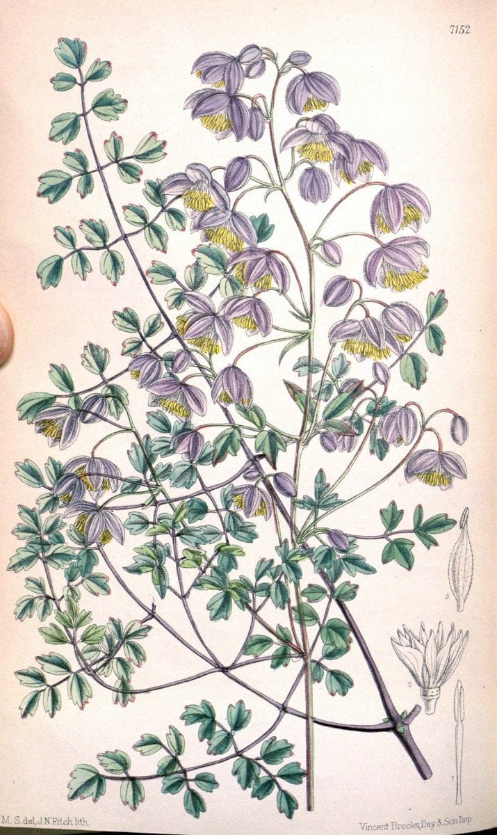 Curtis's botanical magazine. London ; New York [etc.] :Academic Press [etc.]. | "Botanical illustration" Botany Periodicals "Pictorial works" "Plants, Ornamental"  | Vintage Print Reproduction 453962
