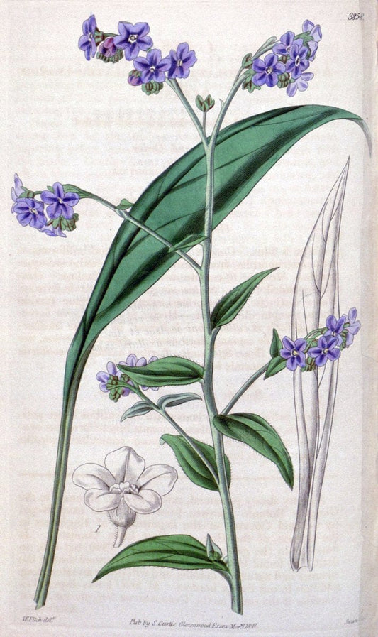 Curtis's botanical magazine. London ; New York [etc.] :Academic Press [etc.]. | "Botanical illustration" Botany Periodicals "Pictorial works" "Plants, Ornamental"  | Vintage Print Reproduction 453964