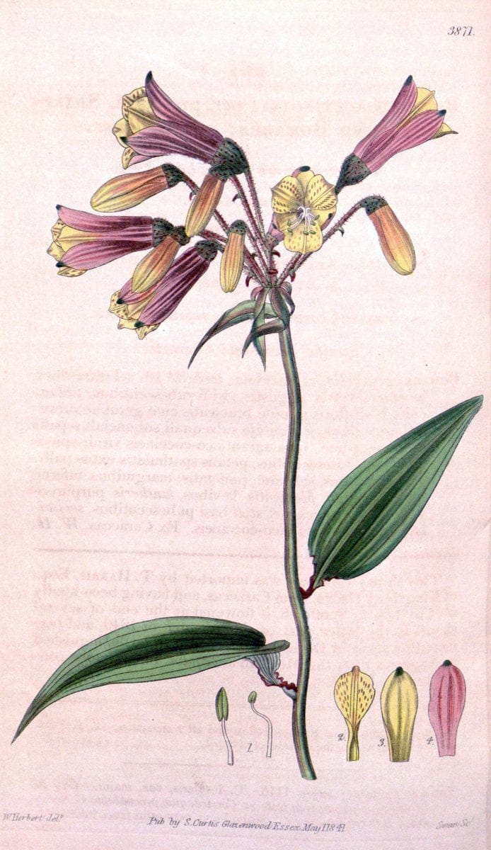 Curtis's botanical magazine. London ; New York [etc.] :Academic Press [etc.]. | "Botanical illustration" Botany Periodicals "Pictorial works" "Plants, Ornamental"  | Vintage Print Reproduction 453965