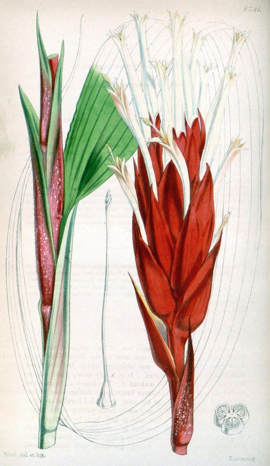 Curtis's botanical magazine. London ;New York [etc.] :Academic Press [etc.]. | Botany Periodicals "Pictorial works"  | Vintage Print Reproduction 453968