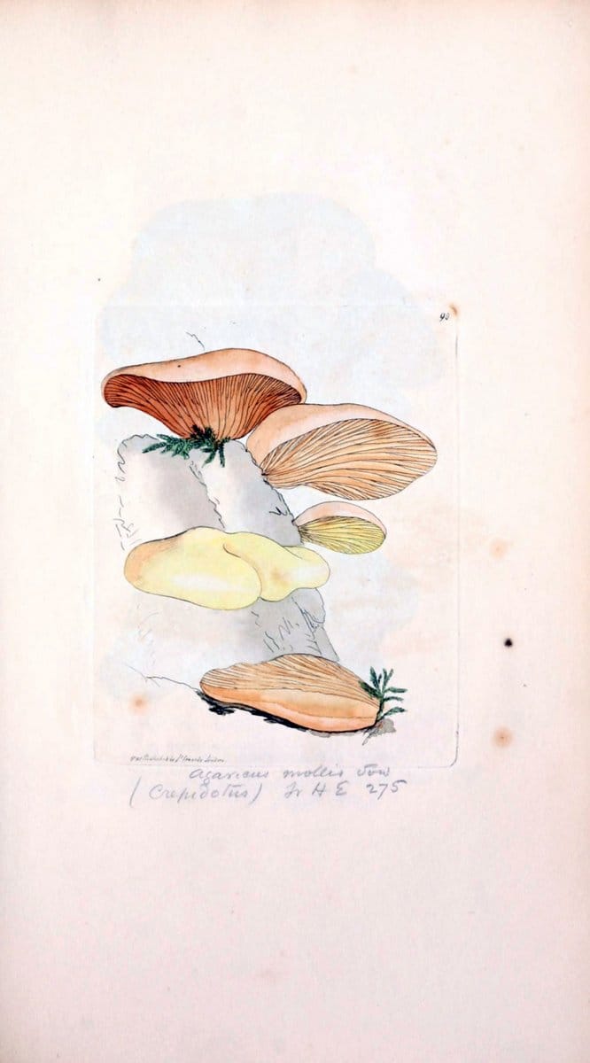 Coloured figures of English fungi or mushrooms. London,Printed by J. Davis,1797-[1809]. | England Mushrooms  | Vintage Print Reproduction 453969