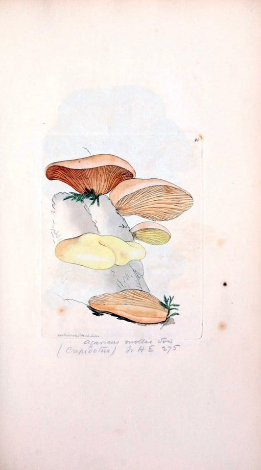 Coloured figures of English fungi or mushrooms. London,Printed by J. Davis,1797-[1809]. | England Mushrooms  | Vintage Print Reproduction 453969