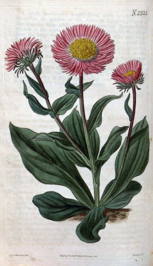 Curtis's botanical magazine. London ; New York [etc.] :Academic Press [etc.]. | "Botanical illustration" Botany Periodicals "Pictorial works" "Plants, Ornamental"  | Vintage Print Reproduction 453970