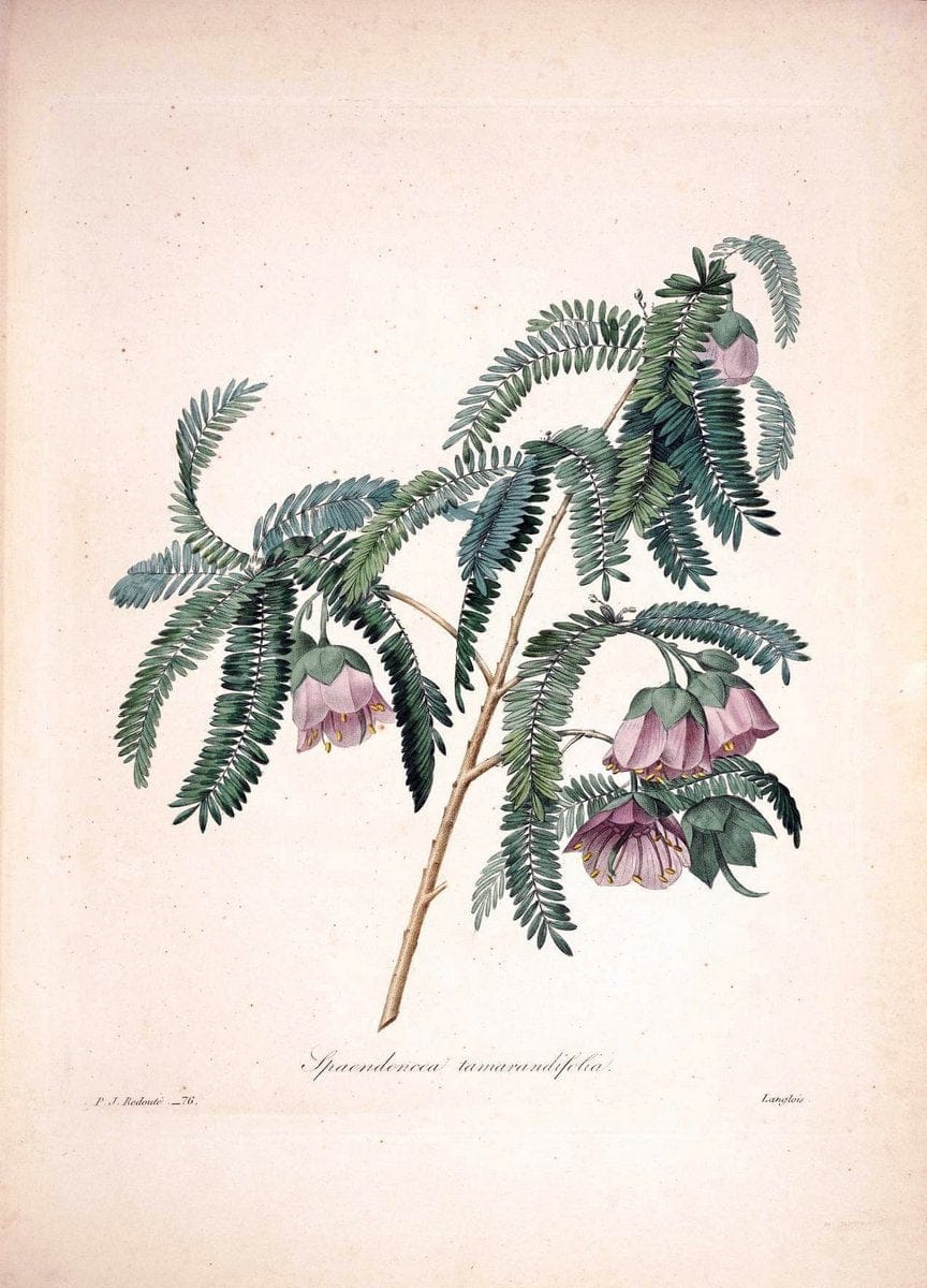 Choix des plus belles fleurs :.Paris :Ernest Panckoucke,[1833].  | 1833 Botany France Icones "Pictorial works"  | Vintage Print Reproduction 453973