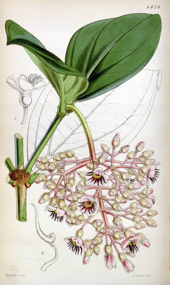 Curtis's botanical magazine. London ; New York [etc.] :Academic Press [etc.]. | "Botanical illustration" Botany Periodicals "Pictorial works" "Plants, Ornamental"  | Vintage Print Reproduction 453975