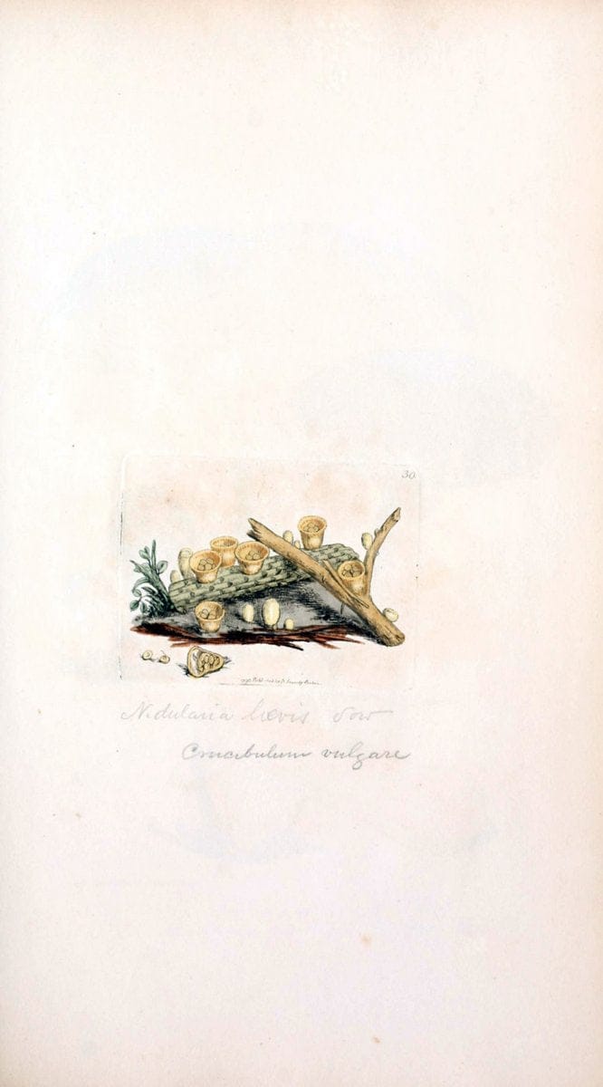 Dragable Image