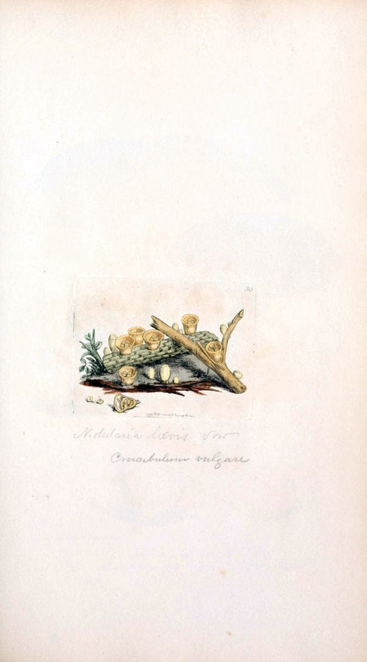Coloured figures of English fungi or mushrooms. London,Printed by J. Davis,1797-[1809]. | England Mushrooms  | Vintage Print Reproduction 453976