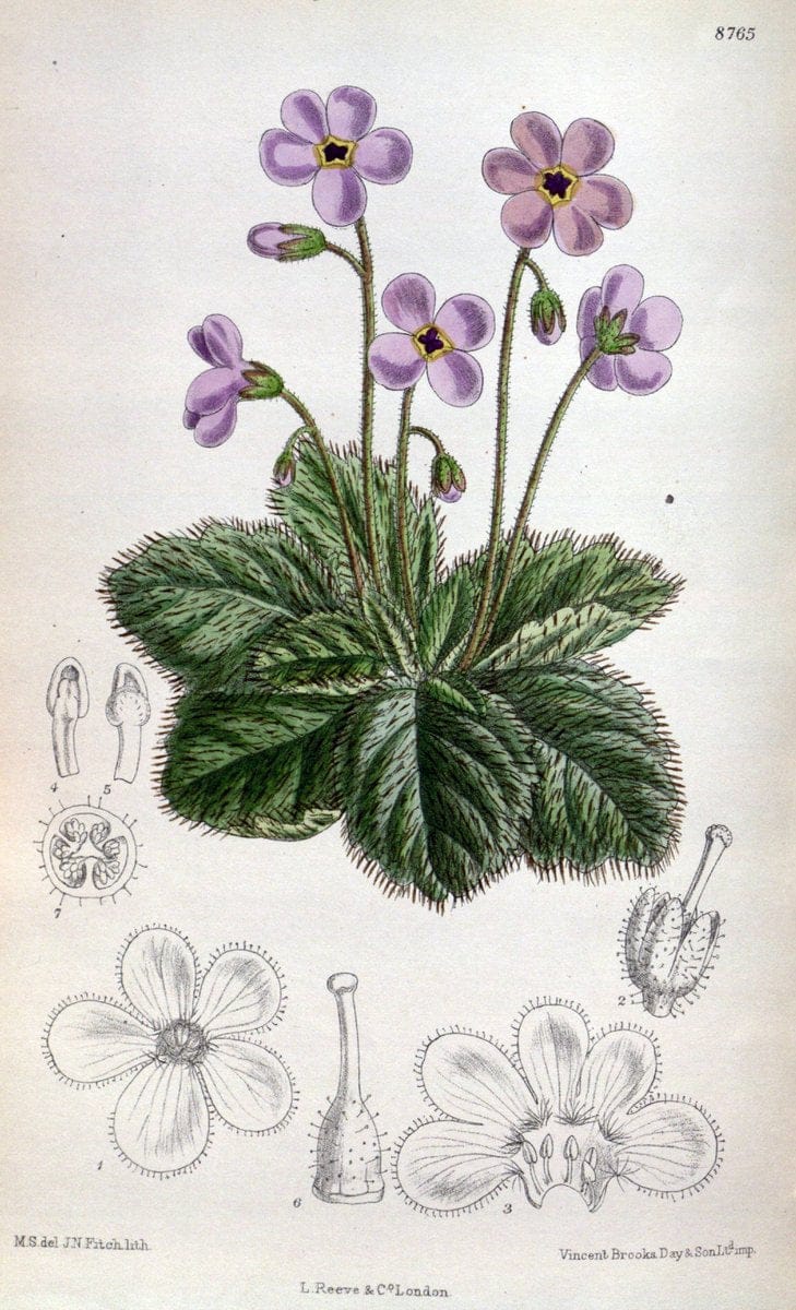 Curtis's botanical magazine. London ; New York [etc.] :Academic Press [etc.]. | "Botanical illustration" Botany Periodicals "Pictorial works" "Plants, Ornamental"  | Vintage Print Reproduction 453977