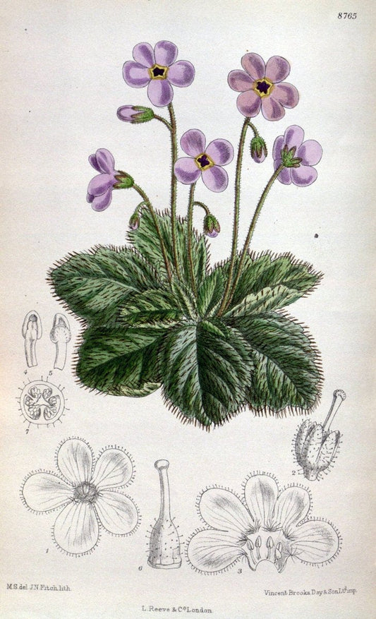 Curtis's botanical magazine. London ; New York [etc.] :Academic Press [etc.]. | "Botanical illustration" Botany Periodicals "Pictorial works" "Plants, Ornamental"  | Vintage Print Reproduction 453977