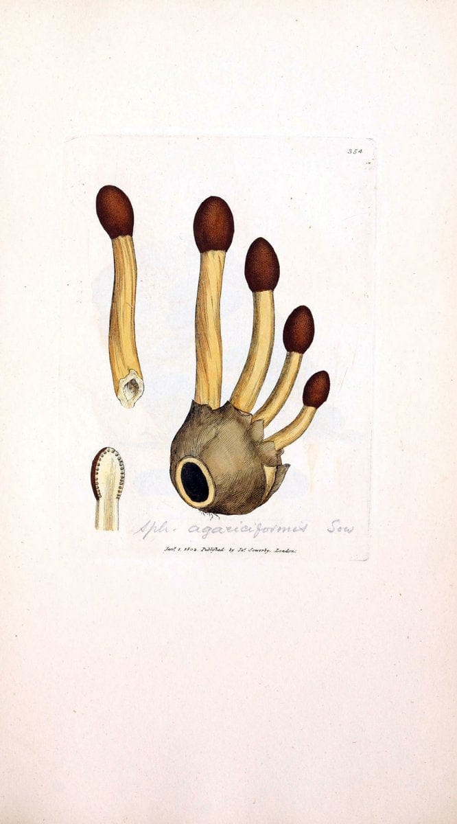 Coloured figures of English fungi or mushrooms. London,Printed by J. Davis,1797-[1809]. | England Mushrooms  | Vintage Print Reproduction 453978