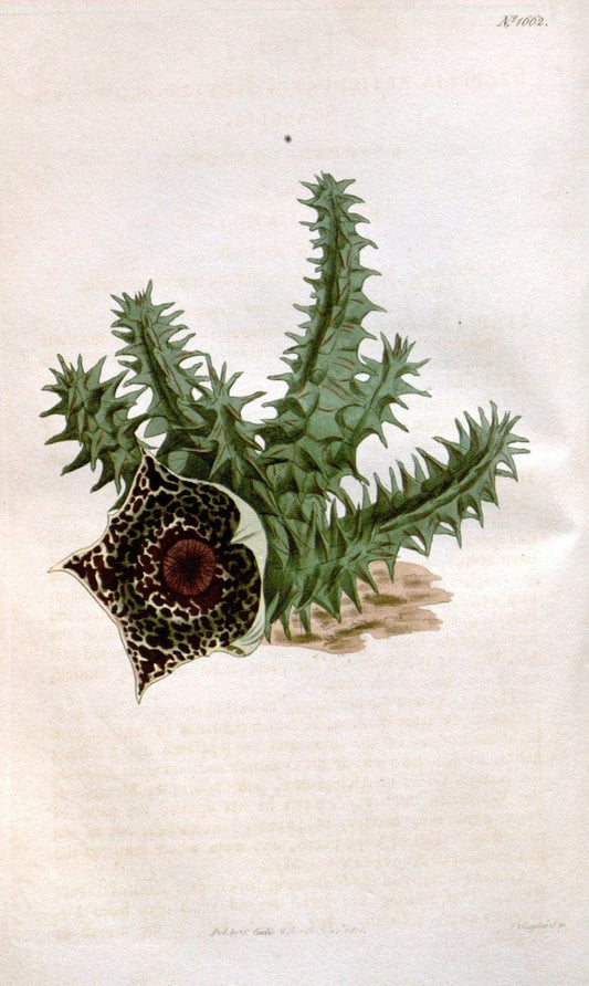 Curtis's botanical magazine. London ; New York [etc.] :Academic Press [etc.]. | "Botanical illustration" Botany Periodicals "Pictorial works" "Plants, Ornamental"  | Vintage Print Reproduction 453979