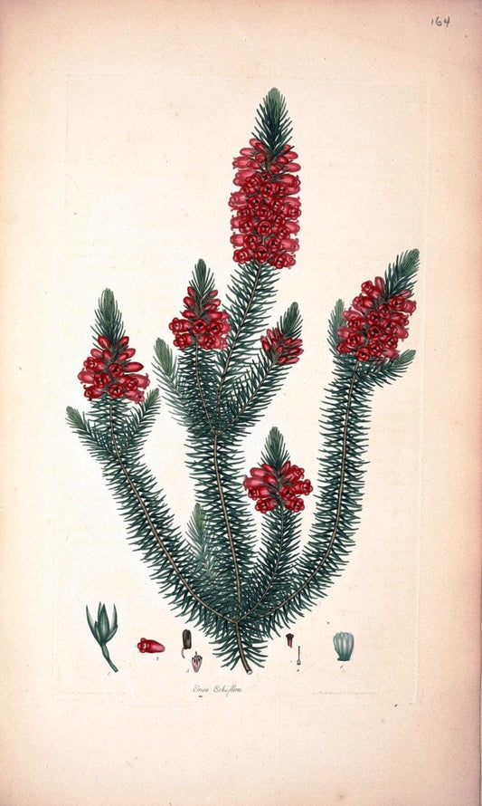 Coloured engravings of heaths :.London :Published by the Author. Printed by T. Bensley,1802-09 [1830]. |  | Vintage Print Reproduction 453980