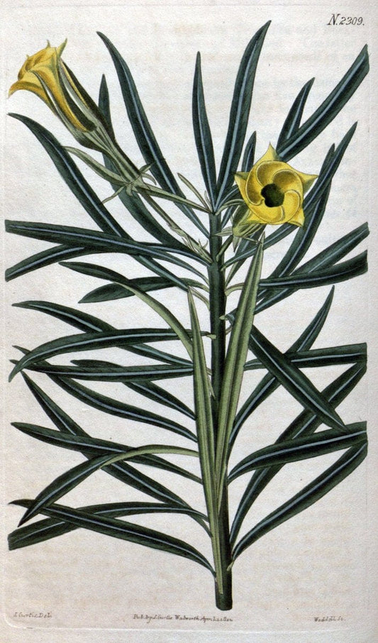 Curtis's botanical magazine. London ; New York [etc.] :Academic Press [etc.]. | "Botanical illustration" Botany Periodicals "Pictorial works" "Plants, Ornamental"  | Vintage Print Reproduction 453981