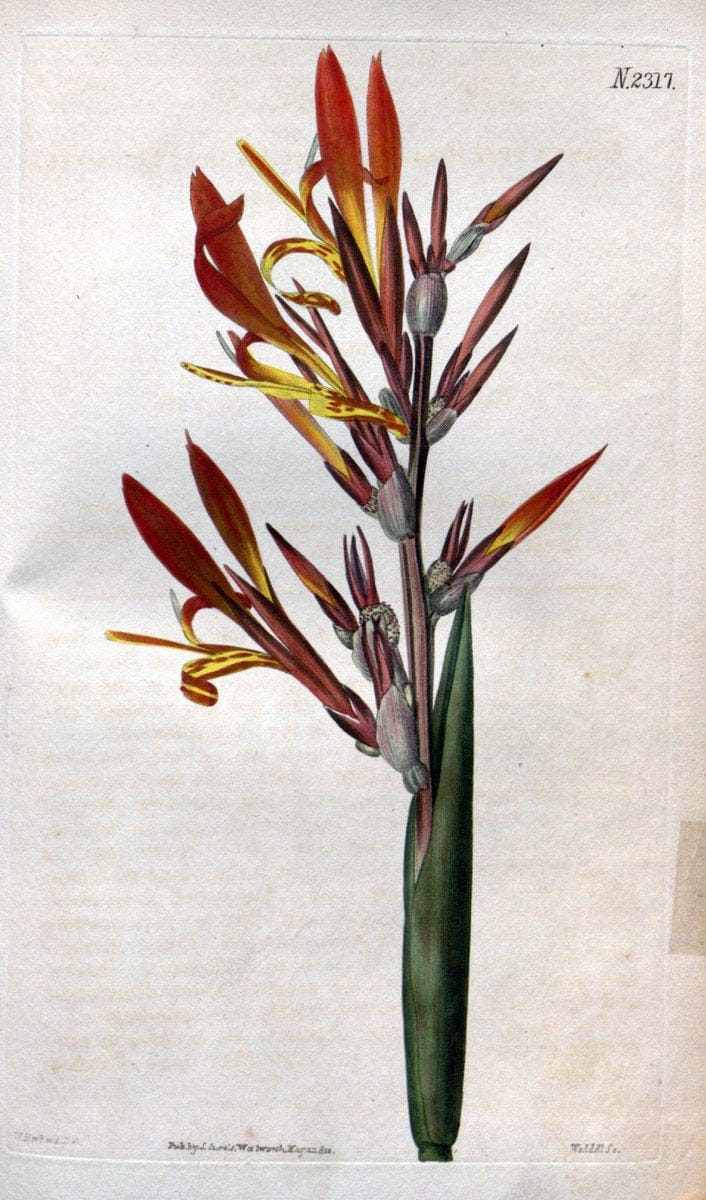 Curtis's botanical magazine. London ; New York [etc.] :Academic Press [etc.]. | "Botanical illustration" Botany Periodicals "Pictorial works" "Plants, Ornamental"  | Vintage Print Reproduction 453983
