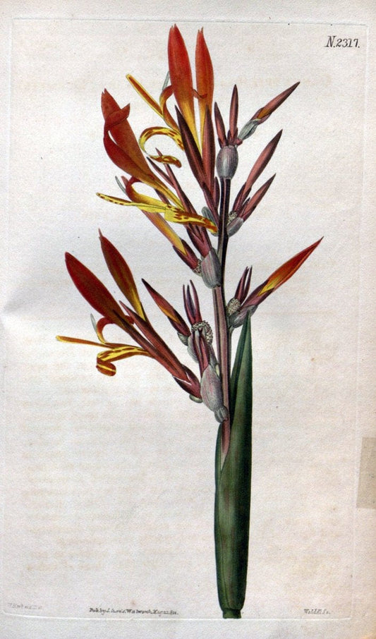 Curtis's botanical magazine. London ; New York [etc.] :Academic Press [etc.]. | "Botanical illustration" Botany Periodicals "Pictorial works" "Plants, Ornamental"  | Vintage Print Reproduction 453983
